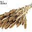 Gedroogde Setaria | Kleur: Antiek Goud met Glitters | Setarea droogbloemen | Lengte ± 70 centimeter | Gewicht 210 gram | Per bos