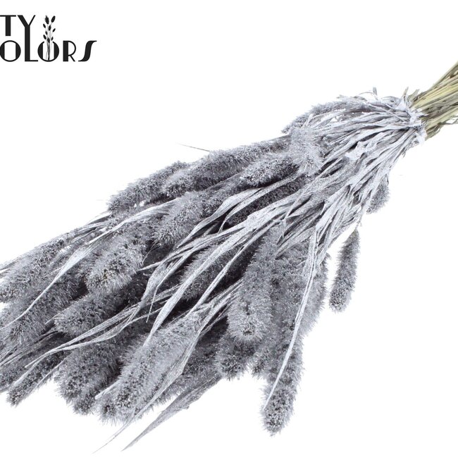 Dried Setaria | Colour: Silver with Glitter | Setaria dried flowers | Length ± 70 centimetres | Weight 210 grams | Per bunch