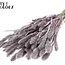 Gedroogde Setaria | Kleur: Champagne met Glitters | Setarea droogbloemen | Lengte ± 70 centimeter | Gewicht 210 gram | Per bos