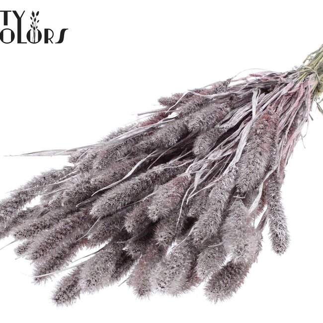Gedroogde Setaria | Kleur: Champagne met Glitters | Setarea droogbloemen | Lengte ± 70 centimeter | Gewicht 210 gram | Per bos
