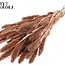 Gedroogde Setaria | Kleur: Koper met Glitters | Setarea droogbloemen | Lengte ± 70 centimeter | Gewicht 210 gram | Per bos