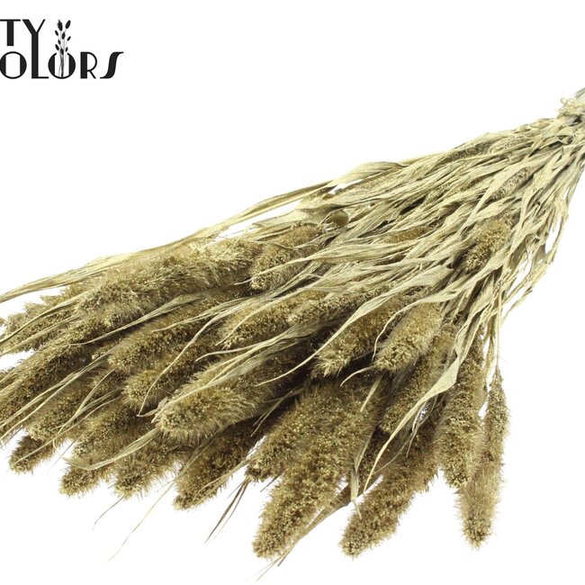Getrocknete Setaria | Farbe: Gold mit Glitzer | Setaria Trockenblumen | Länge ± 70 Zentimeter | Gewicht 210 Gramm | Pro Bund