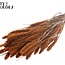 Dried Setaria | Colour: Terracotta | Setaria dried flowers | Length ± 70 centimetres | Weight 210 grams | Per bunch