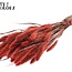 Dried Setaria | Colour: Coral | Setaria dried flowers | Length ± 70 centimetres | Weight 210 grams | Per bunch