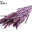 Gedroogde Setaria | Kleur: Metallic Roze met Glitters | Setarea droogbloemen | Lengte ± 70 centimeter | Gewicht 210 gram | Per bos