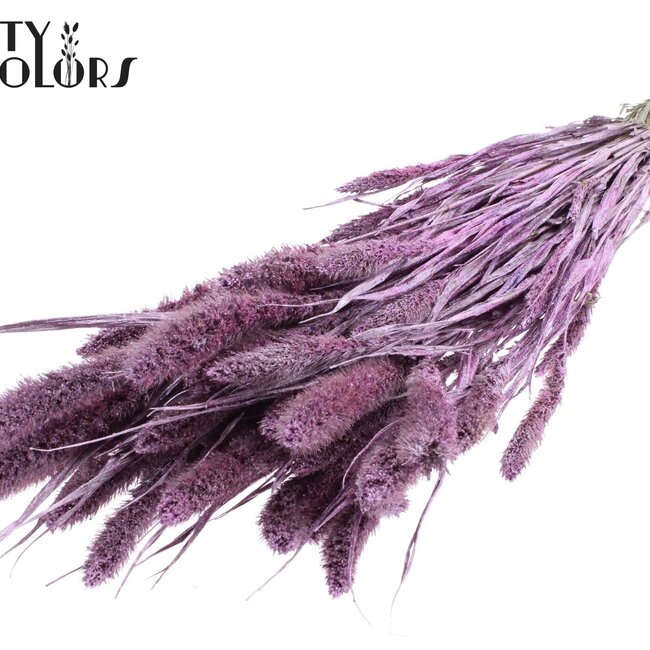 Gedroogde Setaria | Kleur: Metallic Roze met Glitters | Setarea droogbloemen | Lengte ± 70 centimeter | Gewicht 210 gram | Per bos