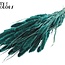 Dried Setaria | Colour: Turquoise | Setaria dried flowers | Length ± 70 centimetres | Weight 210 grams | Per bunch