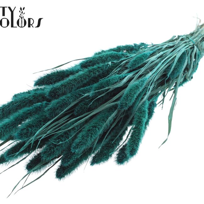 Gedroogde Setaria | Kleur: Turquoise | Setarea droogbloemen | Lengte ± 70 centimeter | Gewicht 210 gram | Per bos