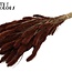 Dried Setaria | Colour: Brown | Setaria dried flowers | Length ± 70 centimetres | Weight 210 grams | Per bunch