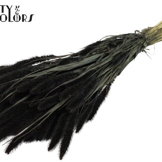 QC Gedroogde Setaria | Kleur: Zwart | Setarea droogbloemen | Lengte ± 70 centimeter | Gewicht 210 gram | Per bos