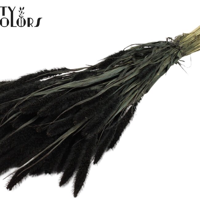 Dried Setaria | Colour: Black | Setaria dried flowers | Length ± 70 centimetres | Weight 210 grams | Per bunch