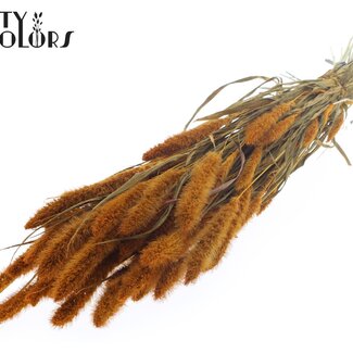 QC Gedroogde Setaria | Kleur: Abrikooskleurig | Setarea droogbloemen | Lengte ± 70 centimeter | Gewicht 210 gram | Per bos