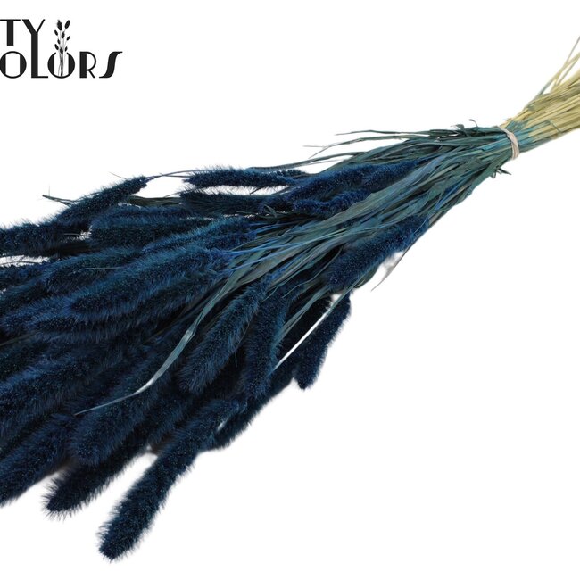 Dried Setaria | Colour: Dark Blue | Setaria dried flowers | Length ± 70 centimetres | Weight 210 grams | Per bunch