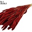 Gedroogde Setaria | Kleur: Rood | Setarea droogbloemen | Lengte ± 70 centimeter | Gewicht 210 gram | Per bos