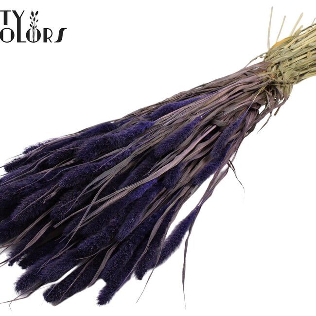 Setaria séchée | Couleur : Violet | Fleurs séchées Setaria | Longueur ± 70 centimètres | Poids 210 grammes | Par bouquet