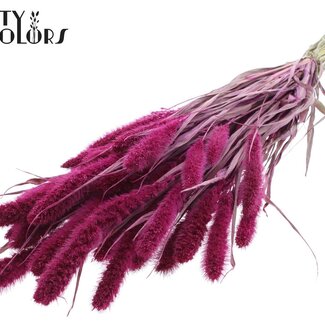 QC Gedroogde Setaria | Kleur: Lila | Setarea droogbloemen | Lengte ± 70 centimeter | Gewicht 210 gram | Per bos