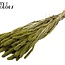 Gedroogde Setaria | Kleur: Lichtgroen | Setarea droogbloemen | Lengte ± 70 centimeter | Gewicht 210 gram | Per bos