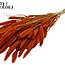 Gedroogde Setaria | Kleur: Oranje | Setarea droogbloemen | Lengte ± 70 centimeter | Gewicht 210 gram | Per bos