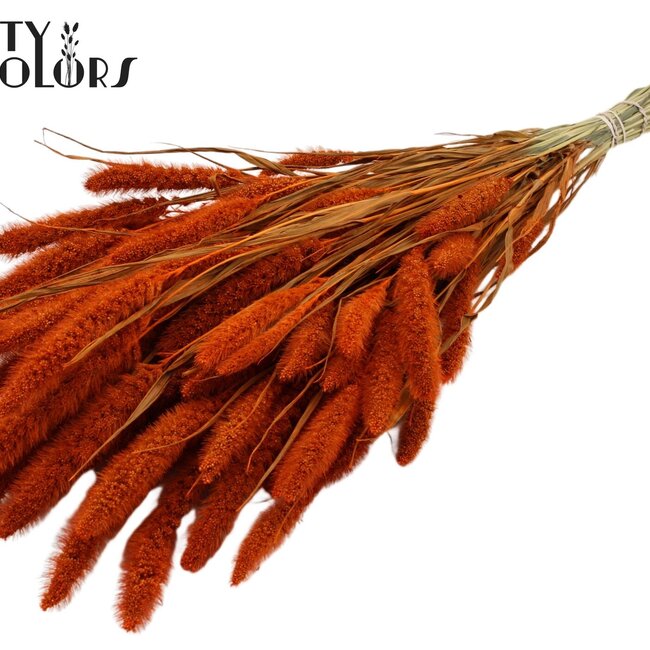 Dried Setaria | Colour: Orange | Setaria dried flowers | Length ± 70 centimetres | Weight 210 grams | Per bunch
