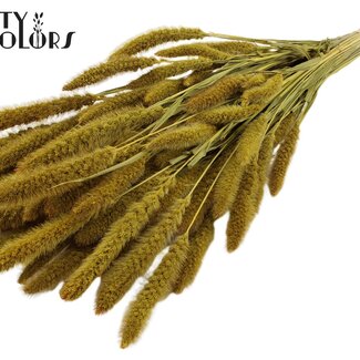 QC Setaria séchée | Couleur : Jaune | Fleurs séchées Setaria | Longueur ± 70 centimètres | Poids 210 grammes | Par bouquet
