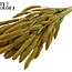 Gedroogde Setaria | Kleur: Geel | Setarea droogbloemen | Lengte ± 70 centimeter | Gewicht 210 gram | Per bos