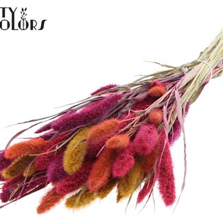 QC Getrocknete Setaria | Farbig 10 | Farbe: Gemischte Farben | Setaria Trockenblumen | Länge ± 70 Zentimeter | Gewicht 210 Gramm | Pro Bund