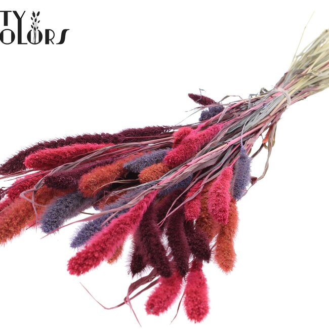 Dried Setaria | Colourful 9 | Colour: Mixed Colours | Setaria dried flowers | Length ± 70 centimetres | Weight 210 grams | Per bunch