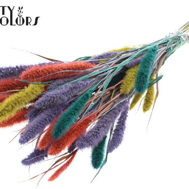 Setaria séchée | Coloré 5 | Couleur : Couleurs mélangées | Fleurs séchées de Setaria | Longueur ± 70 centimètres | Poids 210 grammes | Par bouquet