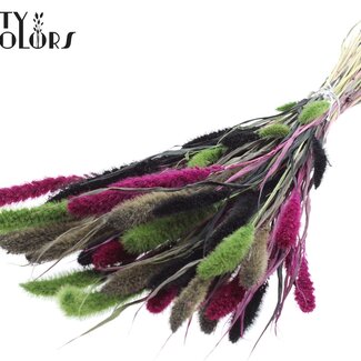 QC Dried Setaria | Colourful 8 | Colour: Mixed Colours | Setaria dried flowers | Length ± 70 centimetres | Weight 210 grams | Per bunch