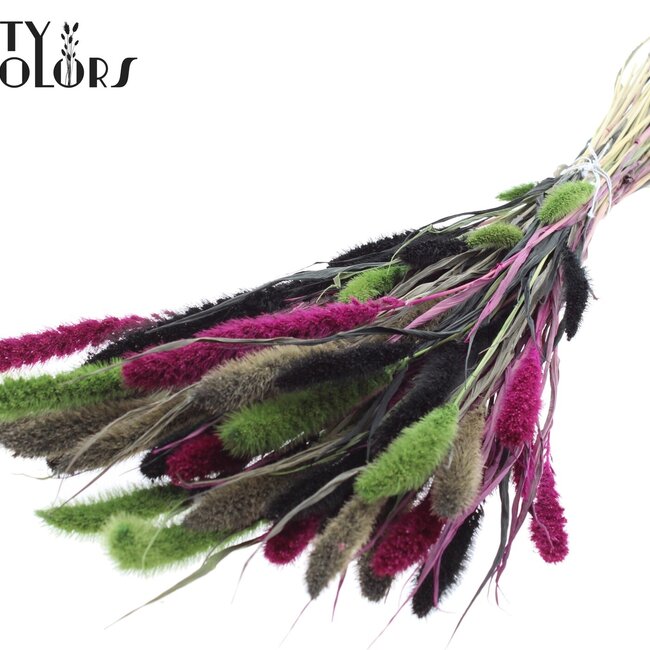 Gedroogde Setaria | Kleurrijk 8 | Kleur: Gemengde Kleuren | Setarea droogbloemen | Lengte ± 70 centimeter | Gewicht 210 gram | Per bos