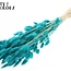 Gedroogde Hazenstaartjes Premium | Kleur: Intens Turquoise | Lagurus Ovatus droogbloemen | Lengte ± 70 centimeter | Gewicht 100 gram | Per bos