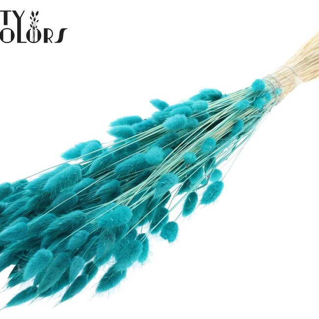 Dried Bunny Tails Premium | Colour: Intense Turquoise | Lagurus Ovatus dried flowers | Length ± 70 centimetres | Weight 100 grams | Per bunch