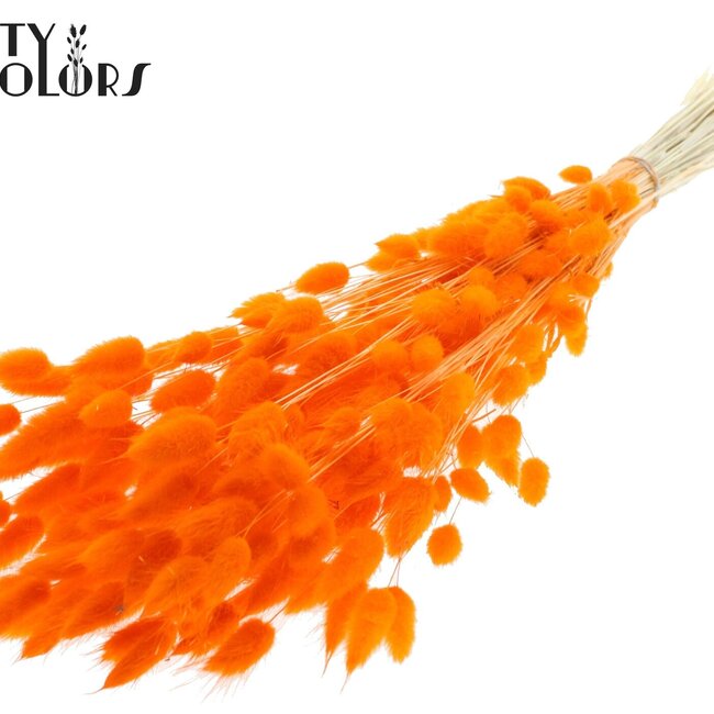 Gedroogde Hazenstaartjes Premium | Kleur: Intens Oranje | Lagurus Ovatus droogbloemen | Lengte ± 70 centimeter | Gewicht 100 gram | Per bos