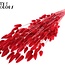 Dried Bunny Tails Premium | Colour: Intense Red | Lagurus Ovatus dried flowers | Length ± 70 centimetres | Weight 100 grams | Per bunch