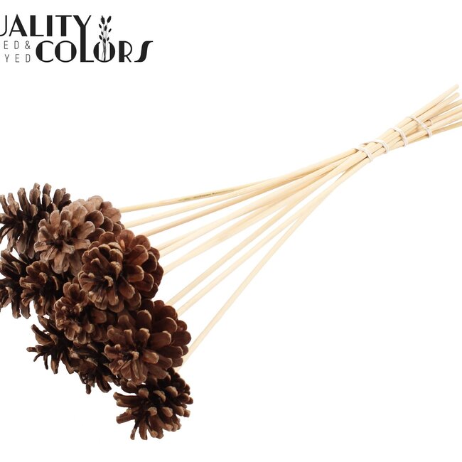 Pine cone on stick | Colour: Natural Brown | Pine cone diameter 5 - 7 centimetres | Length ± 50 centimetres | Per 10 picks
