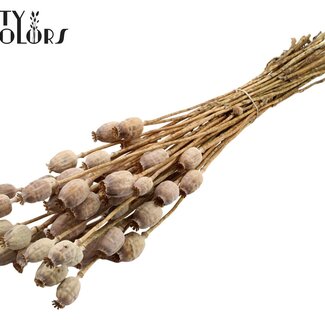 QC Pavot séché | Couleur : Brun Naturel | Papaver Somniferum Fleurs séchées | Longueur ± 60 centimètres | Poids 200 grammes | Par bouquet