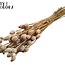 Gedroogde Slaapbol | Kleur: Naturelle Bruin | Papaver Somniferum Droogbloemen | Lengte ± 60 centimeter | Gewicht 200 gram | Per bos
