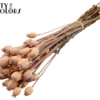 QC Dried Opium Poppy | Colour: Frosted Salmon | Papaver Somniferum Dried Flowers | Length ± 60 centimetres | Weight 200 grams | Per bunch