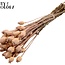 Gedroogde Slaapbol | Kleur: Frosted Zalmkleurig | Papaver Somniferum Droogbloemen | Lengte ± 60 centimeter | Gewicht 200 gram | Per bos