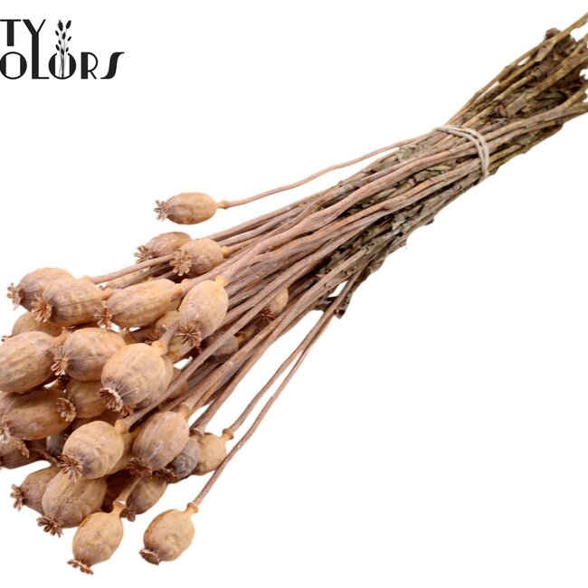 Dried Opium Poppy | Colour: Frosted Salmon | Papaver Somniferum Dried Flowers | Length ± 60 centimetres | Weight 200 grams | Per bunch
