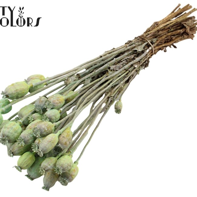 Dried Opium Poppy | Colour: Frosted Mint Green | Papaver Somniferum Dried Flowers | Length ± 60 centimetres | Weight 200 grams | Per bunch