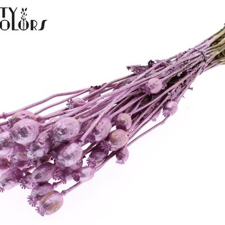 QC Dried Poppy | Colour: Metallic Pink | Papaver Somniferum Dried Flowers | Length ± 60 centimetres | Weight 200 grams | Per bunch