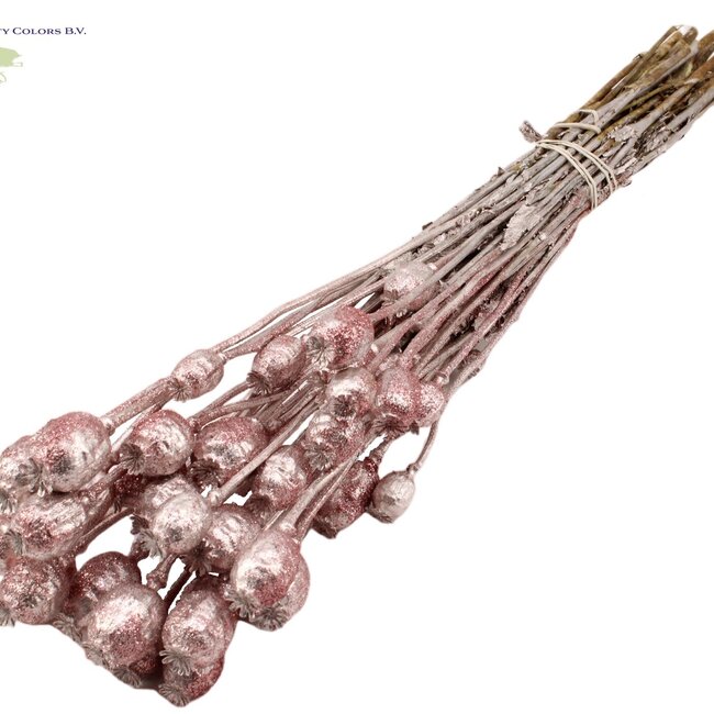 Gedroogde Slaapbol | Kleur: Champagne met Glitter | Papaver Somniferum Droogbloemen | Lengte ± 60 centimeter | Gewicht 200 gram | Per bos