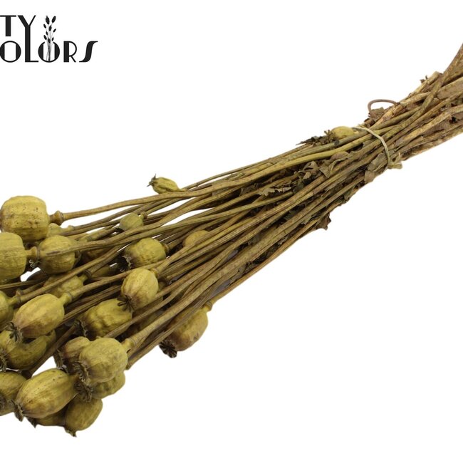 Gedroogde Slaapbol | Kleur: Olijfgroen | Papaver Somniferum Droogbloemen | Lengte ± 60 centimeter | Gewicht 200 gram | Per bos