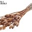 Dried Opium Poppy | Colour: Terracotta | Papaver Somniferum Dried Flowers | Length ± 60 centimetres | Weight 200 grams | Per bunch
