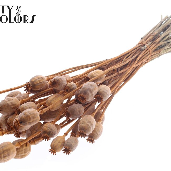 Dried Opium Poppy | Colour: Terracotta | Papaver Somniferum Dried Flowers | Length ± 60 centimetres | Weight 200 grams | Per bunch