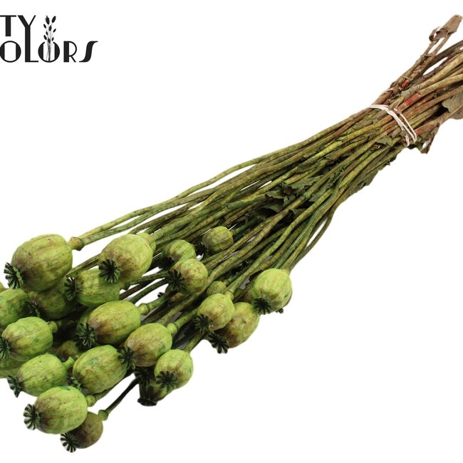 Dried Opium Poppy | Colour: Light Green | Papaver Somniferum Dried Flowers | Length ± 60 centimetres | Weight 200 grams | Per bunch