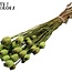 Gedroogde Slaapbol | Kleur: Lichtgroen | Papaver Somniferum Droogbloemen | Lengte ± 60 centimeter | Gewicht 200 gram | Per bos