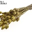 Gedroogde Slaapbol | Kleur: Metallic Geel | Papaver Somniferum Droogbloemen | Lengte ± 60 centimeter | Gewicht 200 gram | Per bos