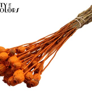 QC Pavot séché | Couleur : Orange | Papaver Somniferum Fleurs séchées | Longueur ± 60 centimètres | Poids 200 grammes | Par bouquet